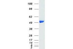 Validation with Western Blot (CSK Protein (Transcript Variant 1) (Myc-DYKDDDDK Tag))