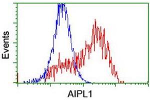 HEK293T cells transfected with either RC204079 overexpress plasmid (Red) or empty vector control plasmid (Blue) were immunostained by anti-AIPL1 antibody (ABIN2455133), and then analyzed by flow cytometry. (AIPL1 antibody)