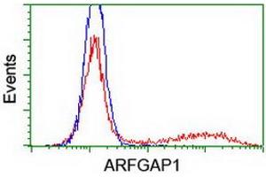 Image no. 1 for anti-ADP-Ribosylation Factor GTPase Activating Protein 1 (ARFGAP1) antibody (ABIN1496681) (ARFGAP1 antibody)
