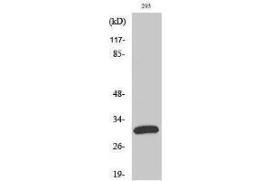 Western Blotting (WB) image for anti-Fas Ligand (TNF Superfamily, Member 6) (FASL) (Internal Region) antibody (ABIN3184595) (FASL antibody  (Internal Region))