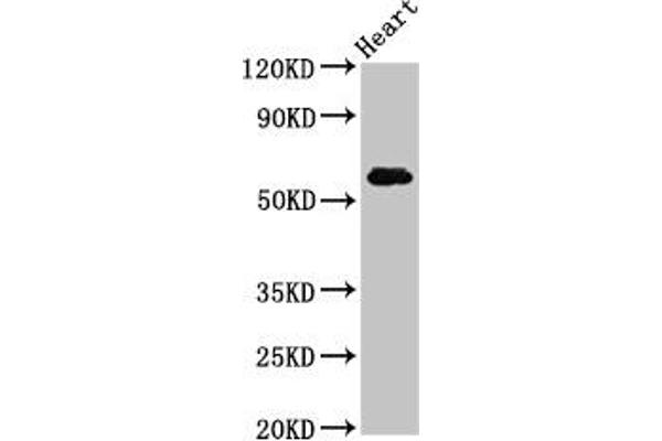 SLC11A1 Antikörper  (AA 1-58)