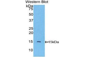 Western Blotting (WB) image for anti-Vascular Endothelial Growth Factor C (VEGFC) (AA 108-223) antibody (ABIN3201334) (VEGFC antibody  (AA 108-223))