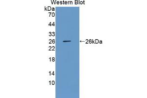 Figure. (FAM3D antibody  (AA 26-224))