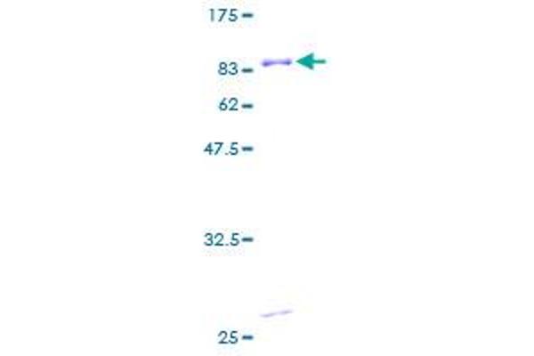 PRKRA Protein (AA 1-313) (GST tag)