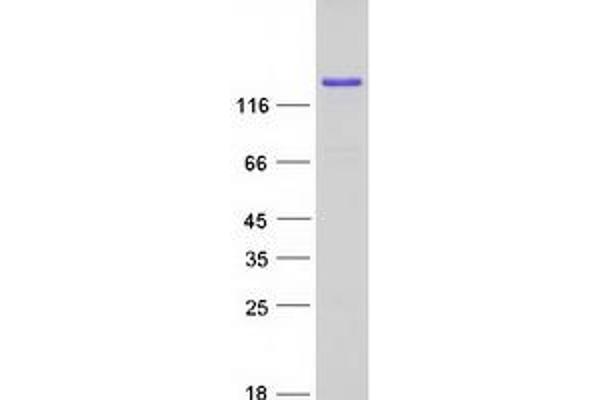 FKBP15 Protein (Myc-DYKDDDDK Tag)