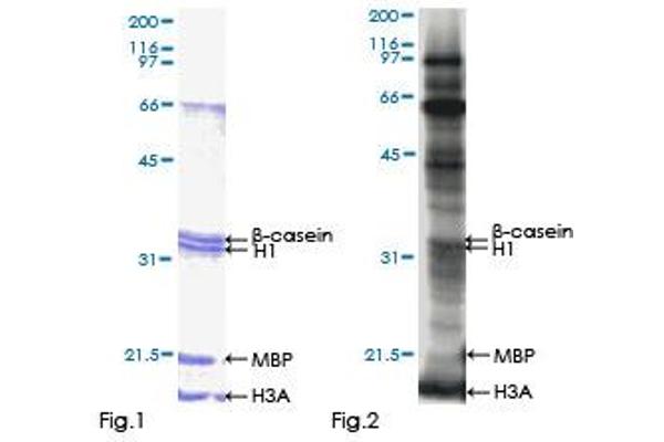 CSNK2A2 Protein (AA 1-350) (GST tag)