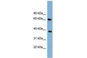 Image no. 1 for anti-Guanine Nucleotide Binding Protein-Like 3 (Nucleolar) (GNL3) (AA 467-516) antibody (ABIN6742097) (Nucleostemin antibody  (AA 467-516))