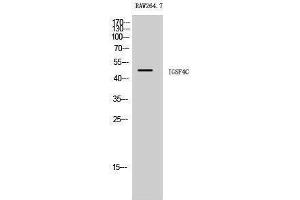 Western Blotting (WB) image for anti-Cell Adhesion Molecule 4 (CADM4) (C-Term) antibody (ABIN3185144) (Cell Adhesion Molecule 4 antibody  (C-Term))