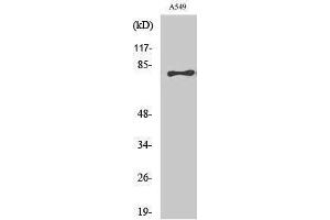 Western Blotting (WB) image for anti-Bromodomain Containing 3 (BRD3) (C-Term) antibody (ABIN3174058) (BRD3 antibody  (C-Term))