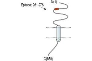Neural Cell Adhesion Molecule 1 (NCAM1) peptide