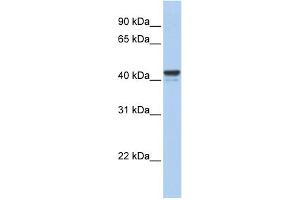 WB Suggested Anti-FOXJ1 Antibody Titration:  0. (FOXJ1 antibody  (Middle Region))