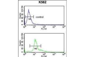 SERPINF1 Antibody (Center) (ABIN391483 and ABIN2841452) flow cytometry analysis of K562 cells (bottom histogram) compared to a negative control cell (top histogram). (PEDF antibody  (AA 279-306))