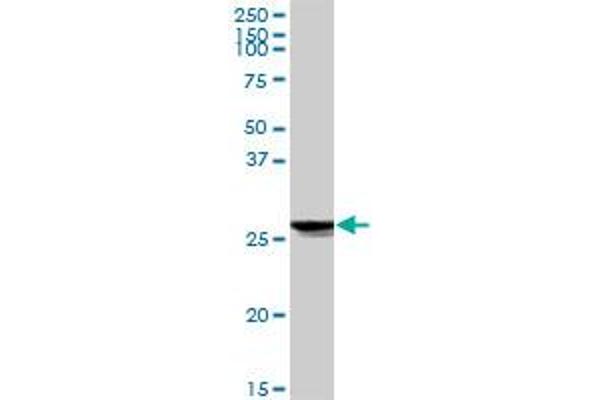 ATP6V1E1 antibody  (AA 1-226)