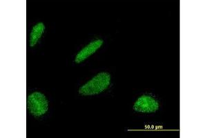 Image no. 2 for anti-DBF4 Homolog (DBF4) (AA 2-99) antibody (ABIN599157) (DBF4 antibody  (AA 2-99))
