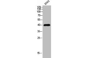Western Blot analysis of K562 cells using GPR139 Polyclonal Antibody (GPR139 antibody  (Internal Region))