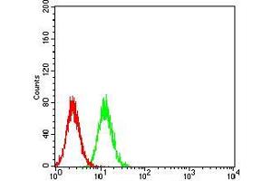Flow cytometric analysis of A549 cells using CALB2 mouse mAb (green) and negative control (red). (Calretinin antibody  (AA 172-271))