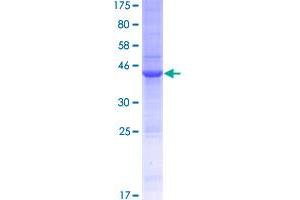 Interleukin 15 (IL15) (AA 1-162) protein (GST tag)