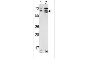 Western blot analysis of ACVR2A (arrow) using rabbit polyclonal ACVR2A Antibody (N-term) (ABIN391160 and ABIN2841268). (ACVR2A antibody  (N-Term))