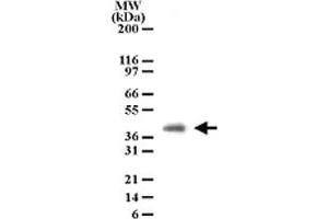 Western blot analysis of PGLYRP4 in cell lysates from human brain. (PGLYRP4 antibody  (AA 95-110))