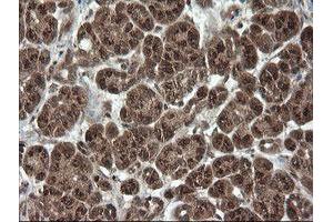 Image no. 2 for anti-OTU Domain, Ubiquitin Aldehyde Binding 1 (OTUB1) antibody (ABIN1499933) (OTUB1 antibody)