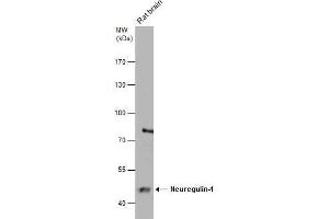 WB Image Rat tissue extract (50 μg) was separated by 7. (Neuregulin 1 antibody)