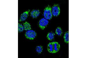 Confocal immunofluorescent analysis of CALM1 Antibody (C-term) (ABIN652489 and ABIN2842329) with Hela cell followed by Alexa Fluor® 488-conjugated goat anti-rabbit lgG (green). (Calmodulin 1 antibody  (C-Term))