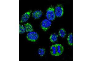 Confocal immunofluorescent analysis of CALM1 Antibody (C-term) (ABIN652489 and ABIN2842329) with Hela cell followed by Alexa Fluor® 488-conjugated goat anti-rabbit lgG (green).