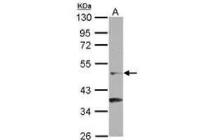 Image no. 1 for anti-Nuclear Receptor Subfamily 6, Group A, Member 1 (NR6A1) (AA 303-465) antibody (ABIN1499820)