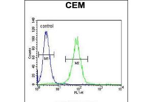Flow cytometric analysis of CEM cells (right histogram) compared to a negative control cell (left histogram). (FOLH1B antibody  (C-Term))
