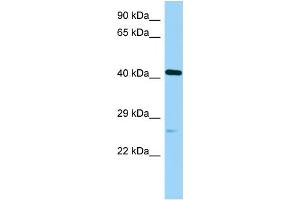 WB Suggested Anti-Poc1a Antibody Titration: 1. (POC1A antibody  (C-Term))