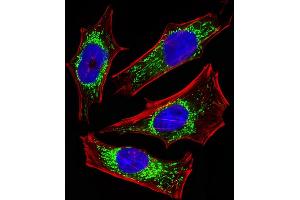 Fluorescent image of Hela cells stained with ETFA Antibody (Center) (ABIN6243648 and ABIN6577412). (ETFA antibody  (AA 192-226))
