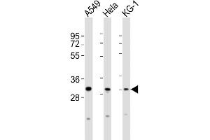 All lanes : Anti-PYCRL Antibody (C-term) at 1:2000 dilution Lane 1: A549 whole cell lysates Lane 2: Hela whole cell lysates Lane 3: KG-1 whole cell lysates Lysates/proteins at 20 μg per lane. (PYCRL antibody  (C-Term))