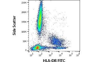 Flow cytometry surface staining pattern of human peripheral whole blood stained using anti-human HLA-DR (MEM-12) FITC antibody (20 μL reagent / 100 μL of peripheral whole blood). (HLA-DR antibody  (FITC))