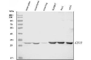 Western blot analysis of Cd70 using anti-Cd70 antibody (ABIN7601463). (CD70 antibody  (AA 36-191))