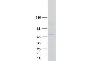 Validation with Western Blot