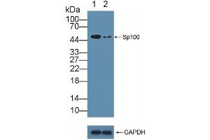 Western Blotting (WB) image for anti-SP100 Nuclear Antigen (SP100) (AA 610-802) antibody (ABIN7442741)