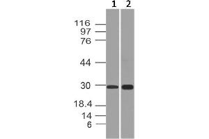 Image no. 1 for anti-APAF1 Interacting Protein (APIP) antibody (ABIN5027749) (APIP antibody)