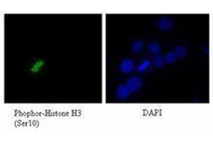 Immunofluorescence (IF) image for anti-Histone H3 (H3) (pSer10) antibody (ABIN2666380) (Histone 3 antibody  (pSer10))