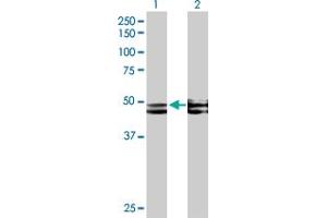 Western Blot analysis of FICD expression in transfected 293T cell line by FICD MaxPab polyclonal antibody. (FICD antibody  (AA 1-458))