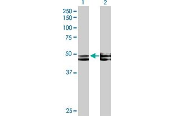FICD anticorps  (AA 1-458)