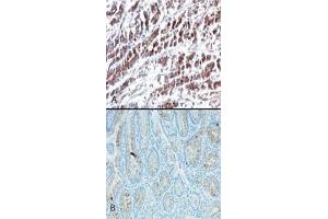 Image no. 1 for anti-HtrA Serine Peptidase 2 (HTRA2) (AA 335-350) antibody (ABIN208125) (HTRA2 antibody  (AA 335-350))