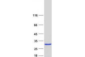 Eukaryotic Translation Initiation Factor 1A Domain Containing (EIF1AD) protein (Myc-DYKDDDDK Tag)
