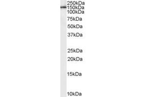 Western Blotting (WB) image for anti-EGF-Like, Fibronectin Type III and Laminin G Domains (EGFLAM) (C-Term) antibody (ABIN2785392) (EGFLAM antibody  (C-Term))