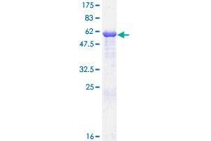 LDHB Protein (AA 1-334) (GST tag)