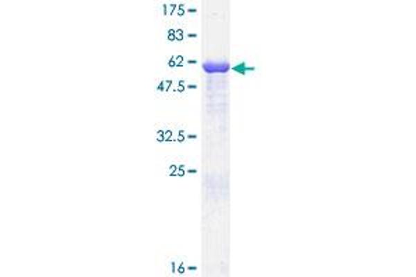 LDHB Protein (AA 1-334) (GST tag)