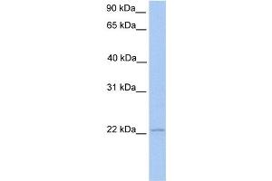 WB Suggested Anti-ISG20 Antibody Titration:  0. (ISG20 antibody  (Middle Region))