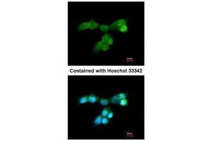 ICC/IF Image Immunofluorescence analysis of paraformaldehyde-fixed A431, using DUSP10, antibody at 1:200 dilution. (DUSP10 antibody  (C-Term))