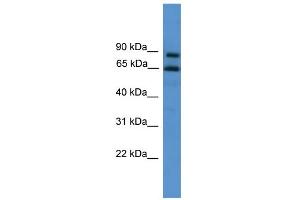 WB Suggested Anti-ZNF257 Antibody Titration:  0.