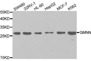 Western blot analysis of extracts of various cell lines, using GMNN antibody. (Geminin antibody)