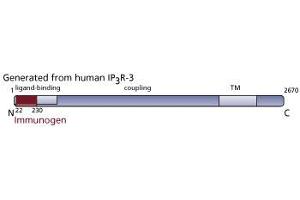 Image no. 3 for anti-Inositol 1,4,5-Trisphosphate Receptor, Type 3 (ITPR3) (AA 22-230) antibody (ABIN967899)